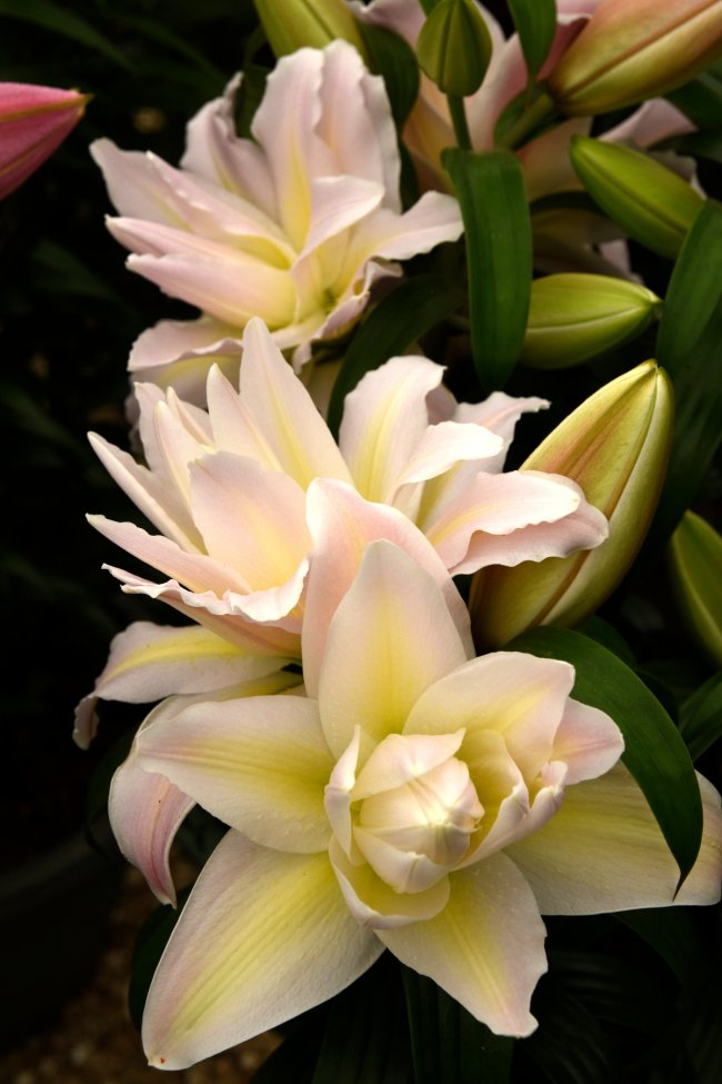 Liilia ’Roberta’.